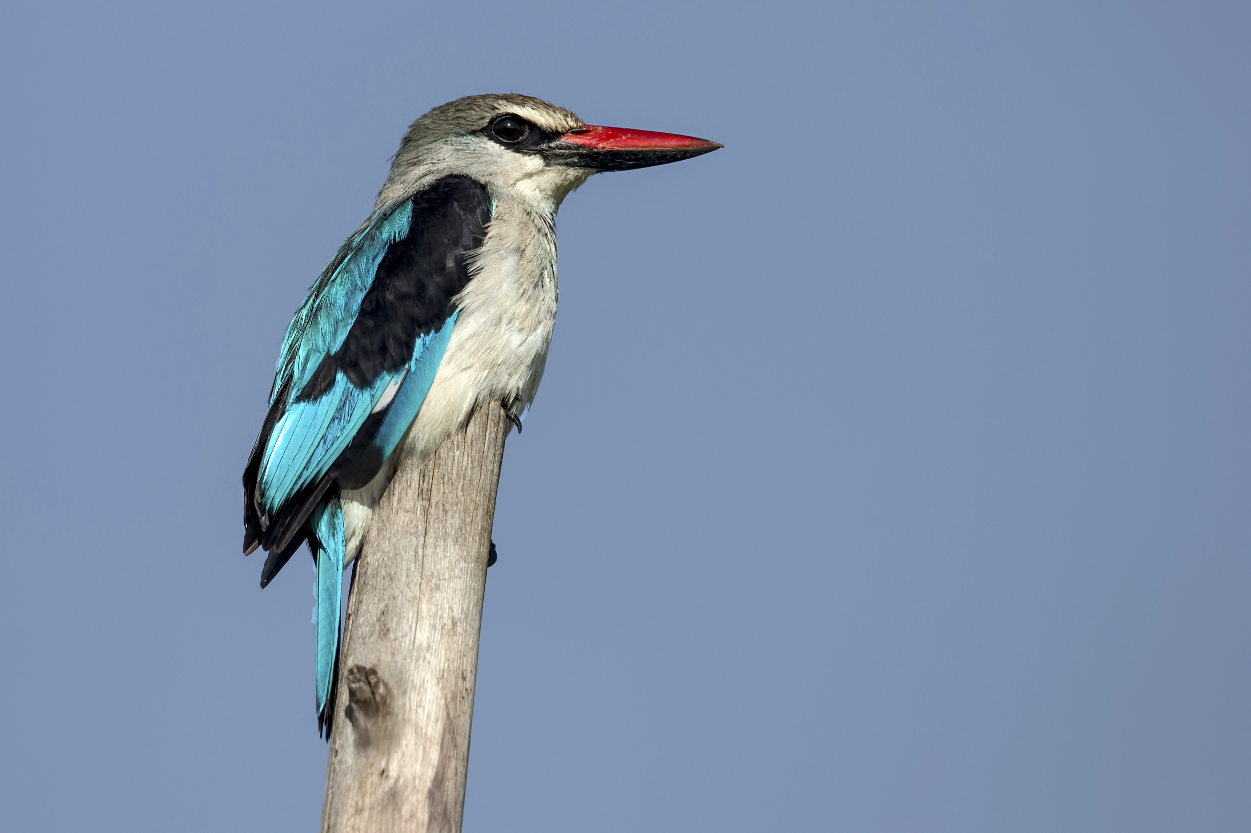 Woodland Kingfisher